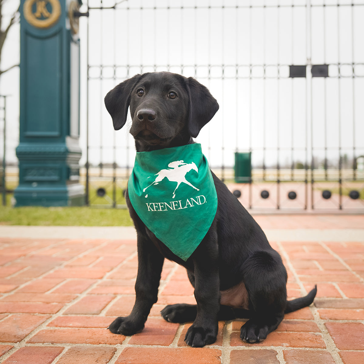 PrideBites Keeneland Small Dog Bandana
